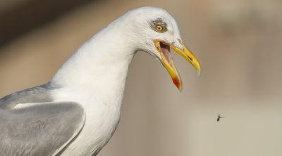 <i class='fa fa-user'></i>&nbsp;jvbeilen&nbsp;|   Zilvermeeuw&nbsp; <i class='fa fa-eye'>&nbsp;321</i> &nbsp; <i class='fa fa-comment-o'>&nbsp;3</i>