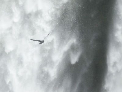 <i class='fa fa-user'></i>&nbsp;Daan Schoonhoven&nbsp;|   Noordse Stormvogel&nbsp; <i class='fa fa-eye'>&nbsp;714</i> &nbsp;<i class='fa fa-thumbs-up'>&nbsp;11</i> &nbsp; <i class='fa fa-comment-o'>&nbsp;11</i>