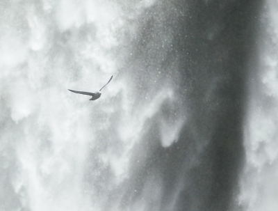 Vorige maand heb ik een fotoreis begeleid op IJsland. Het was geen vogelreis, maar Noordse stormvogels zag je op veel plaatsen, zoals hier bij de Skogafoss.