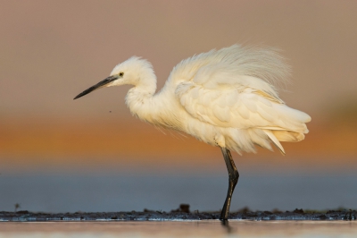 <i class='fa fa-user'></i>&nbsp;henk bogaard&nbsp;|   Kleine Zilverreiger&nbsp; <i class='fa fa-eye'>&nbsp;621</i> &nbsp;<i class='fa fa-thumbs-up'>&nbsp;14</i> &nbsp; <i class='fa fa-comment-o'>&nbsp;17</i>
