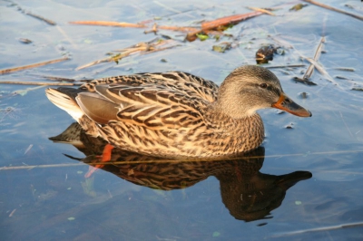 Mijn eerste foto met mijn nieuwe Canon 350D
Het is misschien een heel gewone soort, maar met mijn lens
18-200mm is het lastig om vogels te fotograveren.
