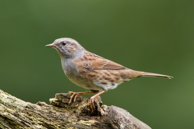 Heggenmus laat zich niet zo snel fotograferen. Wat geduld en tijd is nodig. Waar  de mussen zijn is hij ook maar geeft zichzelf niet gauw bloot.