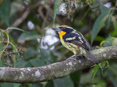 <i class='fa fa-user'></i>&nbsp;Paul van Giersbergen&nbsp;|   Gouden Baardvogel&nbsp; <i class='fa fa-eye'>&nbsp;380</i> &nbsp;<i class='fa fa-thumbs-up'>&nbsp;1</i> &nbsp; <i class='fa fa-comment-o'>&nbsp;12</i>