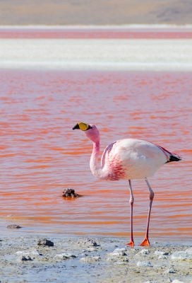 <i class='fa fa-user'></i>&nbsp;Sjoerd Schimmel&nbsp;|   James' Flamingo&nbsp; <i class='fa fa-eye'>&nbsp;395</i> &nbsp;<i class='fa fa-thumbs-up'>&nbsp;1</i> &nbsp; <i class='fa fa-comment-o'>&nbsp;10</i>
