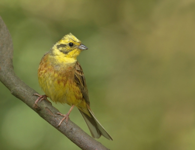 De geelgorzen doen het goed dank zij de vele natuur gebieden in de omgeving met veel onkruidzaden en insecten.
Dit jaar ook weer een paartje kunnen volgen en het grootbrengen van de jongen in de buurt van mijn schuilhut in het Drents Friese woud.
De hele familie kwam ook regelmatig drinken en badderen in de drinkpoel.