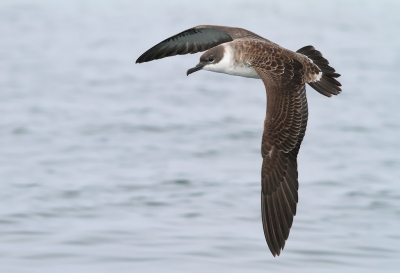 Naast de roofvogels ook genoten van de zeevogels tijdens drie zeetochtjes. Tijdens de eerste trip werkten de grote pijlstormvogels heerlijk mee. Leuke bonus was een groep van circa 150 dolfijnen rond de boot. Wat een weelde daar op zee...

www.birdbeauty.nl