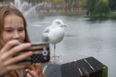 <i class='fa fa-user'></i>&nbsp;Gert-Jan Cromwijk&nbsp;|   Zilvermeeuw&nbsp; <i class='fa fa-eye'>&nbsp;541</i> &nbsp;<i class='fa fa-thumbs-up'>&nbsp;2</i> &nbsp; <i class='fa fa-comment-o'>&nbsp;18</i>