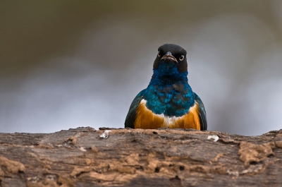 SUPERB!

De naam van deze spreeuw zegt het allemaal :-) - dit is nog een jong, later wordt zijn tekening meer uitgesproken.

Samburu, Kenia. Alias vogelparadijs :-)