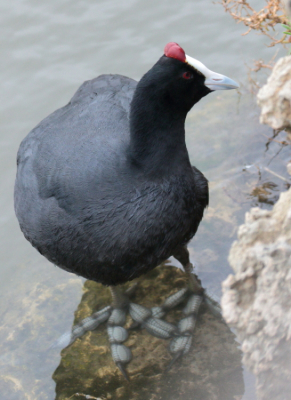 Nu de hele vogel in beeld. Opvallend zijn vooral ook zijn indrukwekkende poten. helaas zat het weer niet zo mee en kreeg ik geen foto's met een wat meer "sprekend" oog.