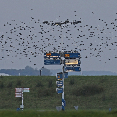 <i class='fa fa-user'></i>&nbsp;Henk Baptist&nbsp;|   Spreeuw&nbsp; <i class='fa fa-eye'>&nbsp;445</i> &nbsp; <i class='fa fa-comment-o'>&nbsp;6</i>