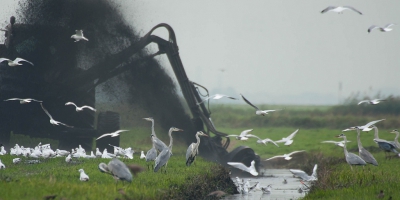 <i class='fa fa-user'></i>&nbsp;P.Teune&nbsp;|   Blauwe Reiger&nbsp; <i class='fa fa-eye'>&nbsp;598</i> &nbsp;<i class='fa fa-thumbs-up'>&nbsp;8</i> &nbsp; <i class='fa fa-comment-o'>&nbsp;17</i>