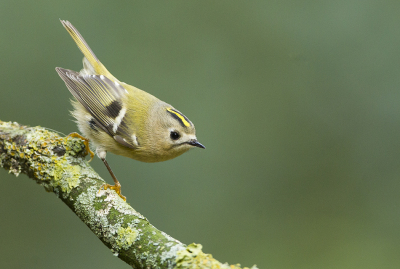 Deze ochtend duurde het vrij lang voordat de vogels op gang kwamen (was ook dat we er ook al weken niet waren geweest) maar dit goudhaantje kwam even gedag zeggen. Het licht heeft er wat moeite mee om er door te komen vandaar de hoge iso waarde.