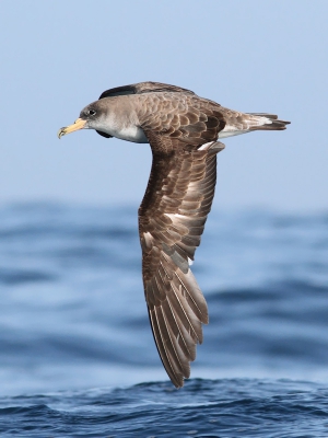 Ook de Kuhls pijlstormvogels lieten zich goed fotograferen, soepeltjes zwevend boven de woelige baren. Staande uitsnede uit een liggende foto.

www.birdbeauty.nl