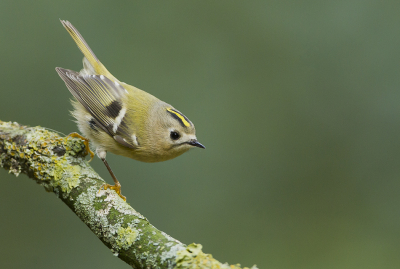 Vanuit een boshutje kunnen fotograferen, poging 2 eerste werd afgewezen.