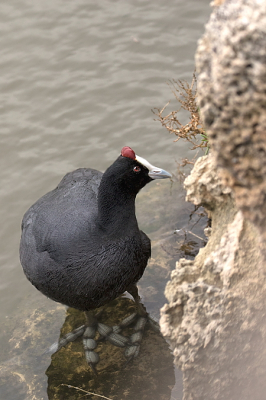 Nu de hele vogel in beeld. Opvallend zijn vooral ook zijn indrukwekkende poten.  Een nakomeling van uitgezette ouderparen (herintroductie) in dit gebied.