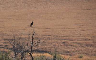 Ik plaats deze foto van de Afrikaanse Zwarte Kuifarend omdat ik zijn kuif zo mooi vind uitkomen. Zo te zien stond er een flinke zij-wind. Ik heb deze vogel mogen zien tijdens een vakantie naar Zuid-Afrika vorig jaar.