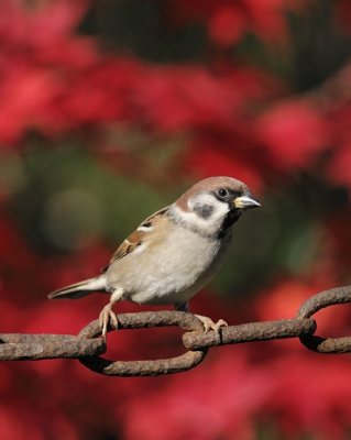 Onder het motto: "mooi bruin is niet lelijk", hierbij een foto van een ringmus. Toch ook een erg mooi vogeltje! En de esdoorn in herfstkleuren op de achtergrond doet leuk mee.