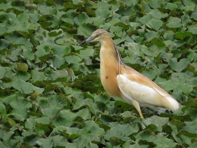 <i class='fa fa-user'></i>&nbsp;sieb&nbsp;|   Ralreiger&nbsp; <i class='fa fa-eye'>&nbsp;256</i> &nbsp; <i class='fa fa-comment-o'>&nbsp;3</i>
