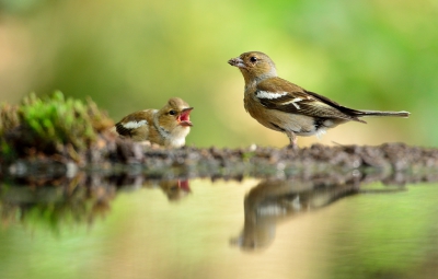 Hier schreeuwt de hongerige juveniele vink om aandacht van moeders. Moeder vink maakt zich niet zo druk....