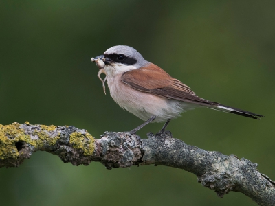 <i class='fa fa-user'></i>&nbsp;Wies Vink&nbsp;|   Grauwe Klauwier&nbsp; <i class='fa fa-eye'>&nbsp;570</i> &nbsp;<i class='fa fa-thumbs-up'>&nbsp;18</i> &nbsp; <i class='fa fa-comment-o'>&nbsp;22</i>