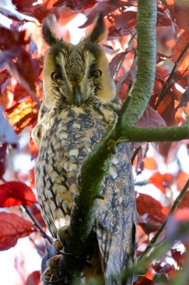 Er zaten 3 uilen goed verborgen in de boom. Eigenlijk niet te fotograferen, maar door de wind gingen de takken heen en weer. Dus toch maar geprobeerd. Hoewel ik dacht dat er geen goed tussen zat, kwam ik tijdens het opruimen deze foto tegen.