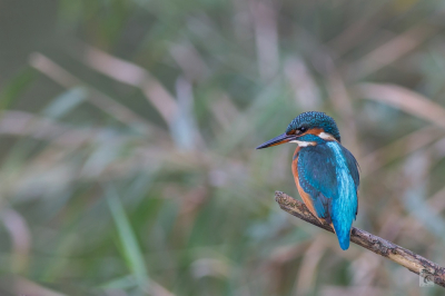 Vandaag heb ik eindelijk mijn eerste IJsvogel kunnen fotograferen. Ik ban er erg blij mee. 
Nog een vraag aan jullie. Zouden jullie mijn na bewerking kunnen beoordelen?