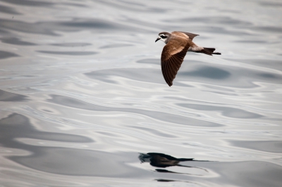 <i class='fa fa-user'></i>&nbsp;Niels Geelen&nbsp;|   Bont Stormvogeltje&nbsp; <i class='fa fa-eye'>&nbsp;404</i> &nbsp; <i class='fa fa-comment-o'>&nbsp;3</i>