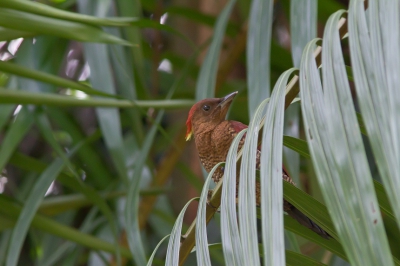<i class='fa fa-user'></i>&nbsp;JHR&nbsp;|   Meniespecht&nbsp; <i class='fa fa-eye'>&nbsp;282</i> &nbsp; <i class='fa fa-comment-o'>&nbsp;1</i>