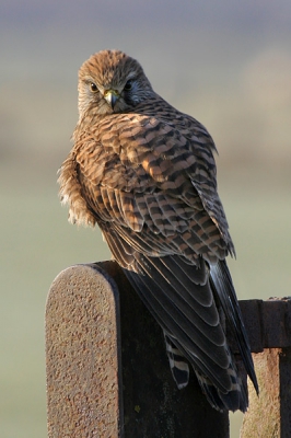 Dit was best een lastige foto door de lage zon en mijn positie was niet ideaal. Ze bleef wel rustig zitten en keek me tijdens deze foto recht aan. Gemaakt met de 100-400L, 1/250,f/8, ISO200.
