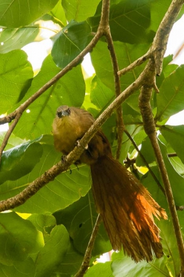 Deze foto is genomen in het Tangkoko National Parc in Noord-Sulawesi. Ik kan niet vinden wat voor vogel het is.