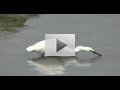 <i class='fa fa-user'></i> jpjp | Kleine Zilverreiger  <i class='fa fa-eye'> 251</i>   <i class='fa fa-comment-o'> 3</i>