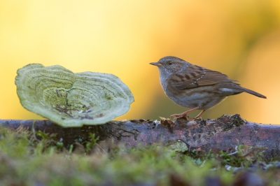 Vanochtend een paar uurtjes kunnen vrij maken om te fotograferen. Ik had een leuk takje uitgelegd met een zwam op in de hoop het zwarte meesje dat regelmatig langs komt erop te kunnen fotograferen maar het was deze heggenmus die even de tijd nam om te poseren