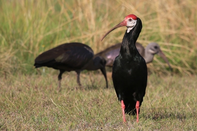 <i class='fa fa-user'></i>&nbsp;flandrien&nbsp;|   Kaapse Ibis&nbsp; <i class='fa fa-eye'>&nbsp;423</i> &nbsp; <i class='fa fa-comment-o'>&nbsp;4</i>