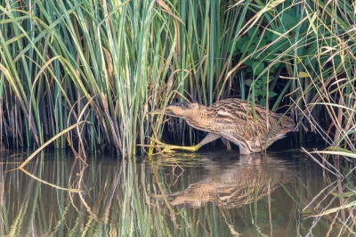 Gisteren voor het eerst in mijn leven een roerdomp gezien (en gefotografeerd). Hij valt echt bijna niet op tussen het riet. Als het riet beweegt weet je pas waar je kijken moet. Gelukkig liet hij zich af en toe ook wat beter zien.