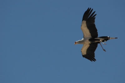 Voor het eerst een vliegende secretarisvogel gezien. Het opstijgen en landen verloopt niet bijzonder soepel. In de lucht is het een imposante verschijning. Ruitstatief