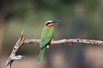 White-fronted Bee-eater met een recent gevangen insect
