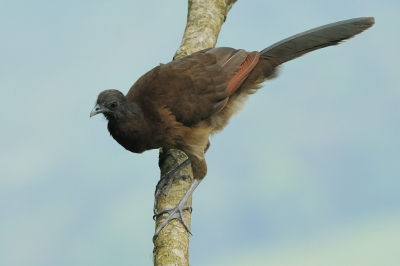 <i class='fa fa-user'></i>&nbsp;Rick Robaard&nbsp;|   Grijskopchachalaca&nbsp; <i class='fa fa-eye'>&nbsp;254</i> &nbsp; <i class='fa fa-comment-o'>&nbsp;1</i>