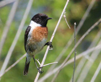 In een kleine strookje riet kwam de roodborsttapuit aanvliegen. Voor het eerst dat ik deze vogel gespot heb.