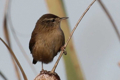 Zag deze vogel in de Klaas Hennepoelpolder (nat en veel riet) in Warmond. Ben erg benieuwd wie dit is.