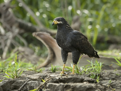 <i class='fa fa-user'></i>&nbsp;Bert Ooms&nbsp;|   Zwarte Buizerd&nbsp; <i class='fa fa-eye'>&nbsp;387</i> &nbsp; <i class='fa fa-comment-o'>&nbsp;9</i>