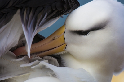 Van het voorjaar voor de 2e keer naar Helgoland geweest.
Vorig jaar was de Albatros net 1 dag na vertrek gemeld, 
dit jaar de hele week dagelijks van kunnen genieten.
Bizar gave vogel, goed voor heel wat volle geheugenkaartjes...