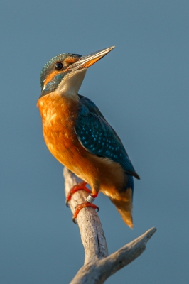 Terwijl ik geduldig aan het wachten was in de hoop dat de roerdomp, die zich aan de andere kant van de plas tussen het riet verscholen had, zou opvliegen kwam mevrouw IJsvogel bijna op mijn lens zitten. Uiteindelijk koos ze toch maar een takje uit dat zich een paar meter verderop in het water bevond om op post te vatten.. gelukkig maar.