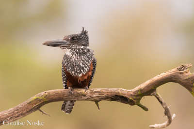 Vanuit een schuiltent. Gemaakt met m'n Sigma 150-600 f5.0-6.3 DG Sport welke ik ook te koop heb staan ivm aanschaf van een vast brandpunt. Stuur een PM als je interesse hebt.
