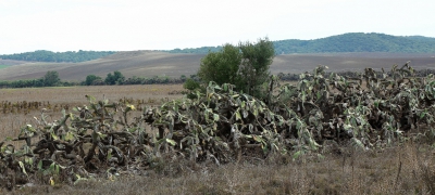 Een voorbeeld van een aangetaste cactusrij. Veel planten hebben al het loodje gelegd.