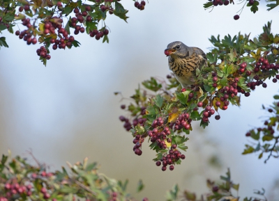<i class='fa fa-user'></i>&nbsp;LeerdammerKees&nbsp;|   Kramsvogel&nbsp; <i class='fa fa-eye'>&nbsp;613</i> &nbsp;<i class='fa fa-thumbs-up'>&nbsp;8</i> &nbsp; <i class='fa fa-comment-o'>&nbsp;18</i>