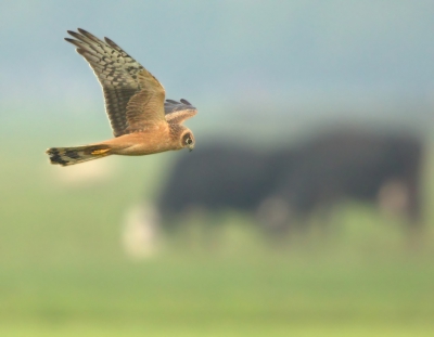 Opvallend weinig geplaatst op BP en zeker uit ons kikkerland deze dwaalgast van de steppen van Rusland en Oekraine.
Heel kort aanwezig in Friesland dus gekozen voor deze uitsnede met twee Friese koeien op de achtergrond.