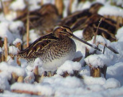 Er lag nog vrij veel sneeuw toen we naar de Oostvaardersplassen gingen. Een stuk of 10 Watersnippen zat zielig voor de hut in de sneeuw. Waarschijnlijk hadden ze problemen met het foerageren. Ik heb een stuk of 60 foto's kunnen maken zonder dat mijn fingers bevroren. Afstand tot de vogels was denk ik 10 tot 15 meter.
Sluiterstijd: 1/500, ISO 100, F 40/10
Foto is gecropped en er zijn van de 7 miljoen pixels 3,8 miljoen pixels overgebleven.
Kowa TSN-821M met Sony Cybershot DSC-W17.
20-60x Zoomoculair, deze stond op 20x zoom.
Zonnetje was net aanwezig en de foto is 11:51:53 AM gemaakt. Het vroor enkele graden.