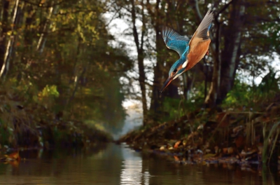 IJsvogel duikt naar prooi, waarbij de herfst met zijn prachtige herfstkleuren als achtergrond te zien is.