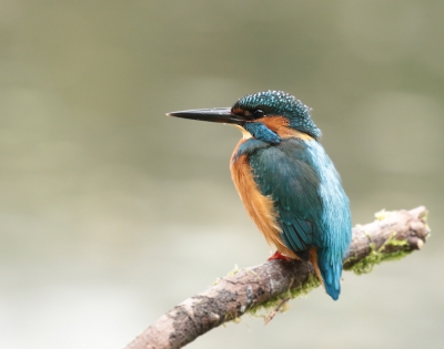 Ook nu nog is deze ijsvogel op zijn tak te vinden.Je moet wel wat geduld hebben,om het half uur komt ie luidruchtig aan vliegen.
De jongen zijn ook nog in de buurt.Die worden dan door dit mannetje weg gejaagd.