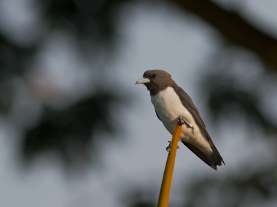 <i class='fa fa-user'></i>&nbsp;JHR&nbsp;|   Witborstspitsvogel&nbsp; <i class='fa fa-eye'>&nbsp;284</i> &nbsp; <i class='fa fa-comment-o'>&nbsp;1</i>